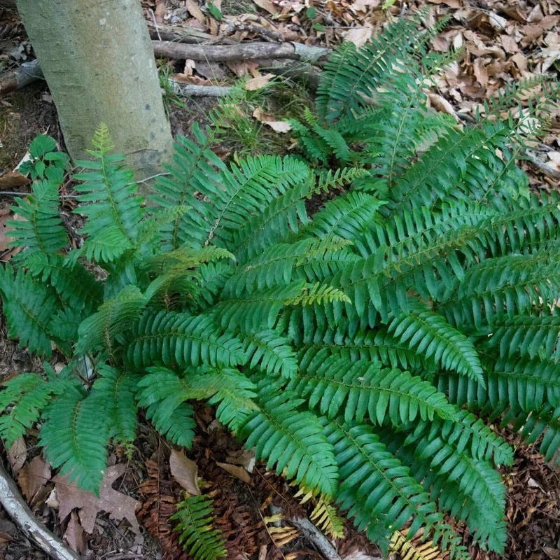 Christmas Fern Roots - 5 Bare Roots, Polystichum acrostichoides, Hardy Evergreen Fern for Gardens, Woodland Landscapes