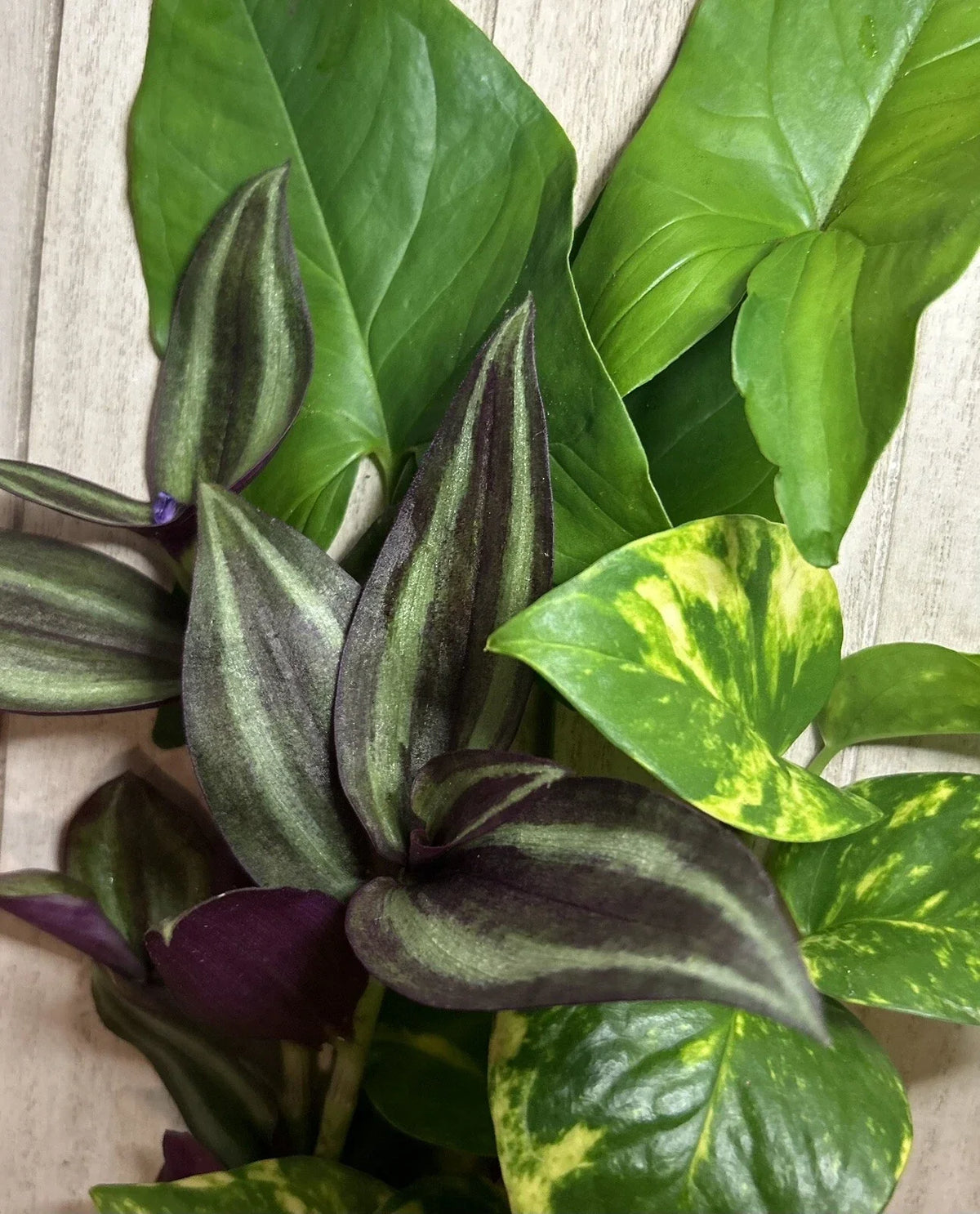 15 Rooted Plant Cuttings - Pothos, Arrowhead Vine, Wandering Jew - Easy Care Indoor Houseplants - Epipremnum aureum, Syngonium podophyllum, Tradescantia zebrina