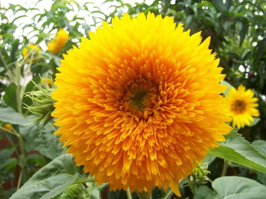 Giant Teddy Bear Sunflower Seeds - 10+ Pack - Helianthus annuus - Bee & Hummingbird Friendly - Non-GMO Fresh Seeds