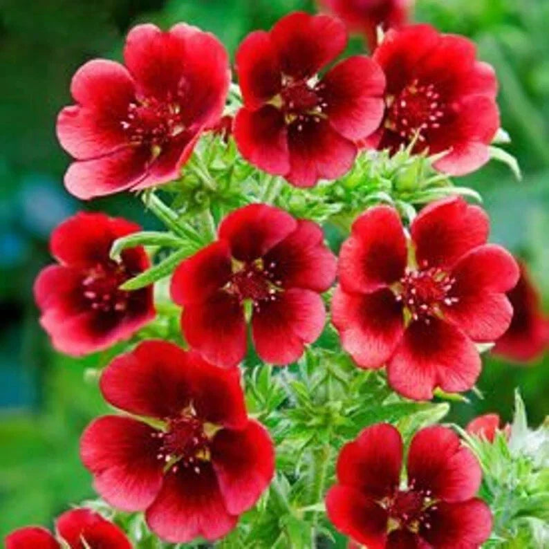 Monarch's Velvet Potentilla Seeds - 30 Organic Seeds - Potentilla fruticosa - Golden Yellow Perennial Flowers - USA Grown
