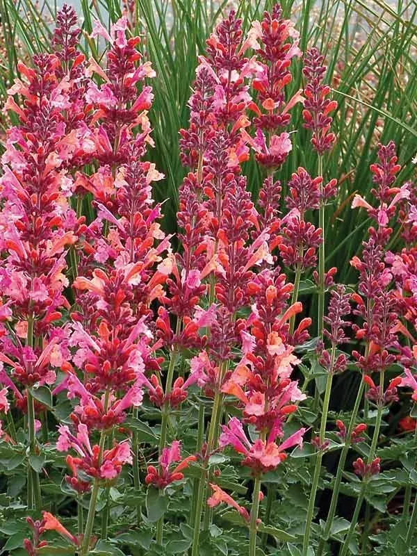 Coral Hyssop Seeds - 100 Perennial Flower Seeds - Agastache - Vibrant Coral Blooms for Pollinator Gardens
