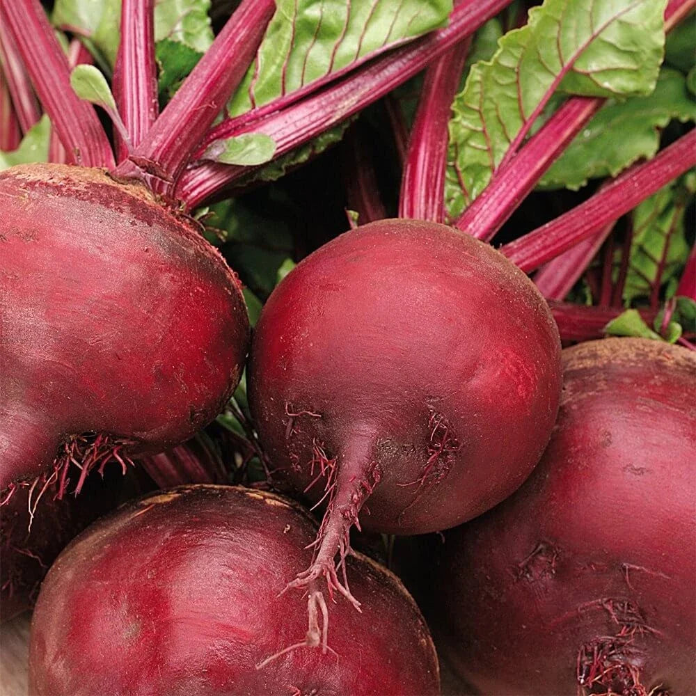 Ruby Queen Beet Seeds - 200+ Count - Dark Red Blood Turnip - Beta vulgaris - Non-GMO, Organic Gardening
