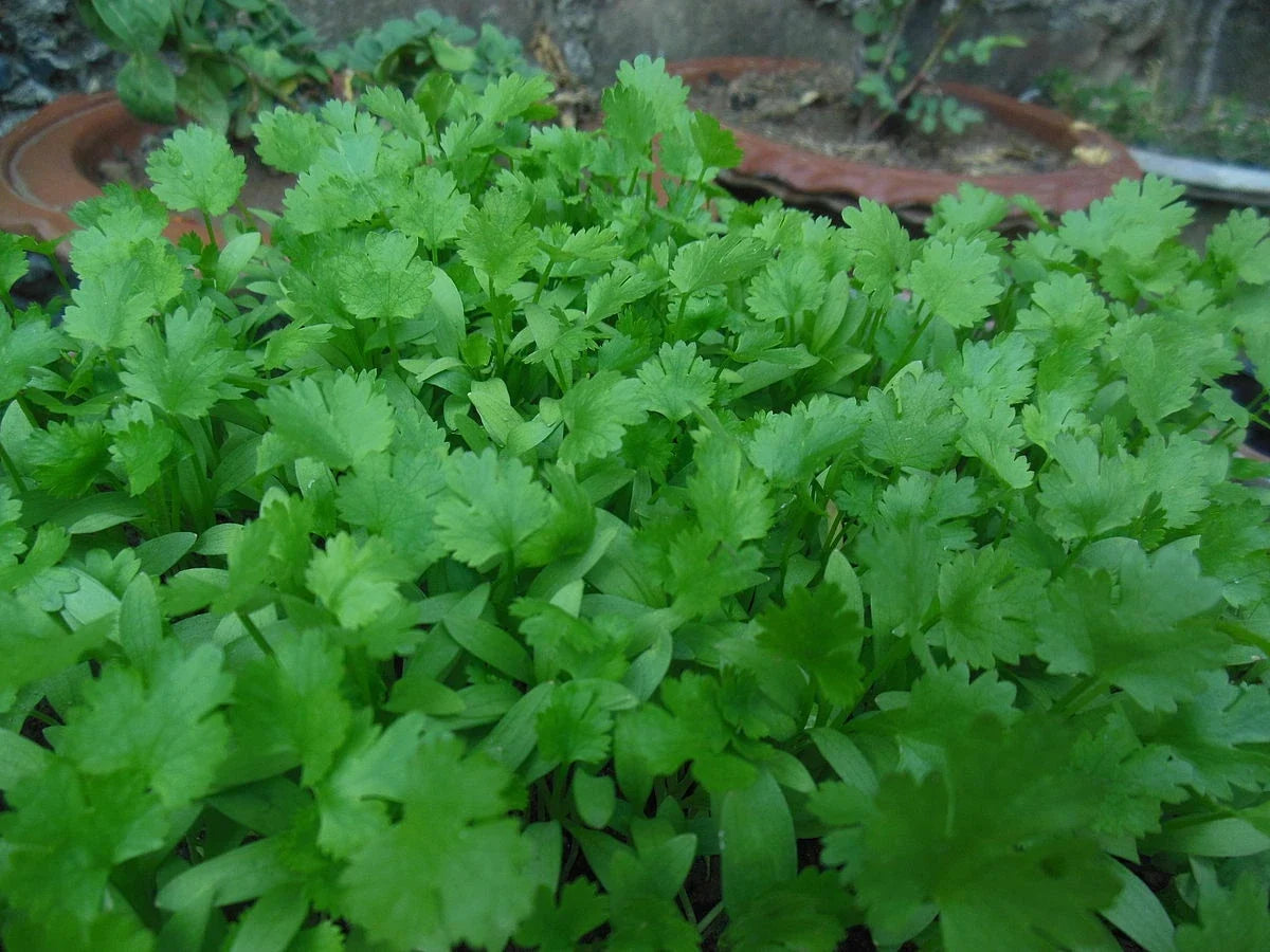 500 Non-GMO Cilantro Seeds, Fresh Coriander, Culinary Herb, Coriandrum sativum, USA Seller