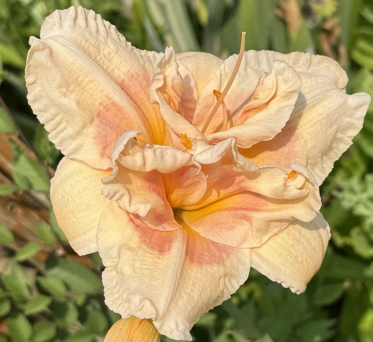 Ruffled Peach Pink Daylily Plants - Bare Root Perennial - Hemerocallis - Huge 9.5 Inch Blooms - Attracts Pollinators