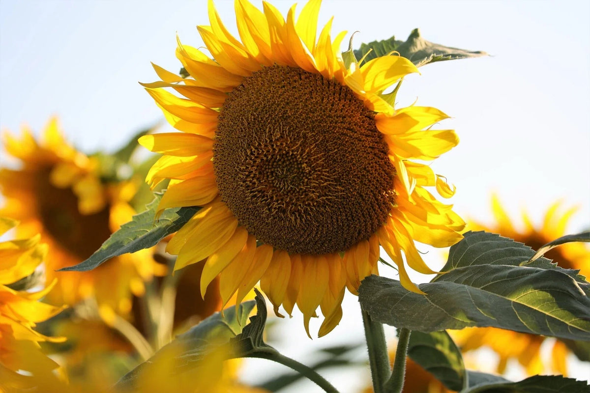 Mammoth Black Russian Sunflower Seeds - 25+ Organic Huge Annual - Helianthus annuus - Non-GMO Wildflower Gardening Seeds