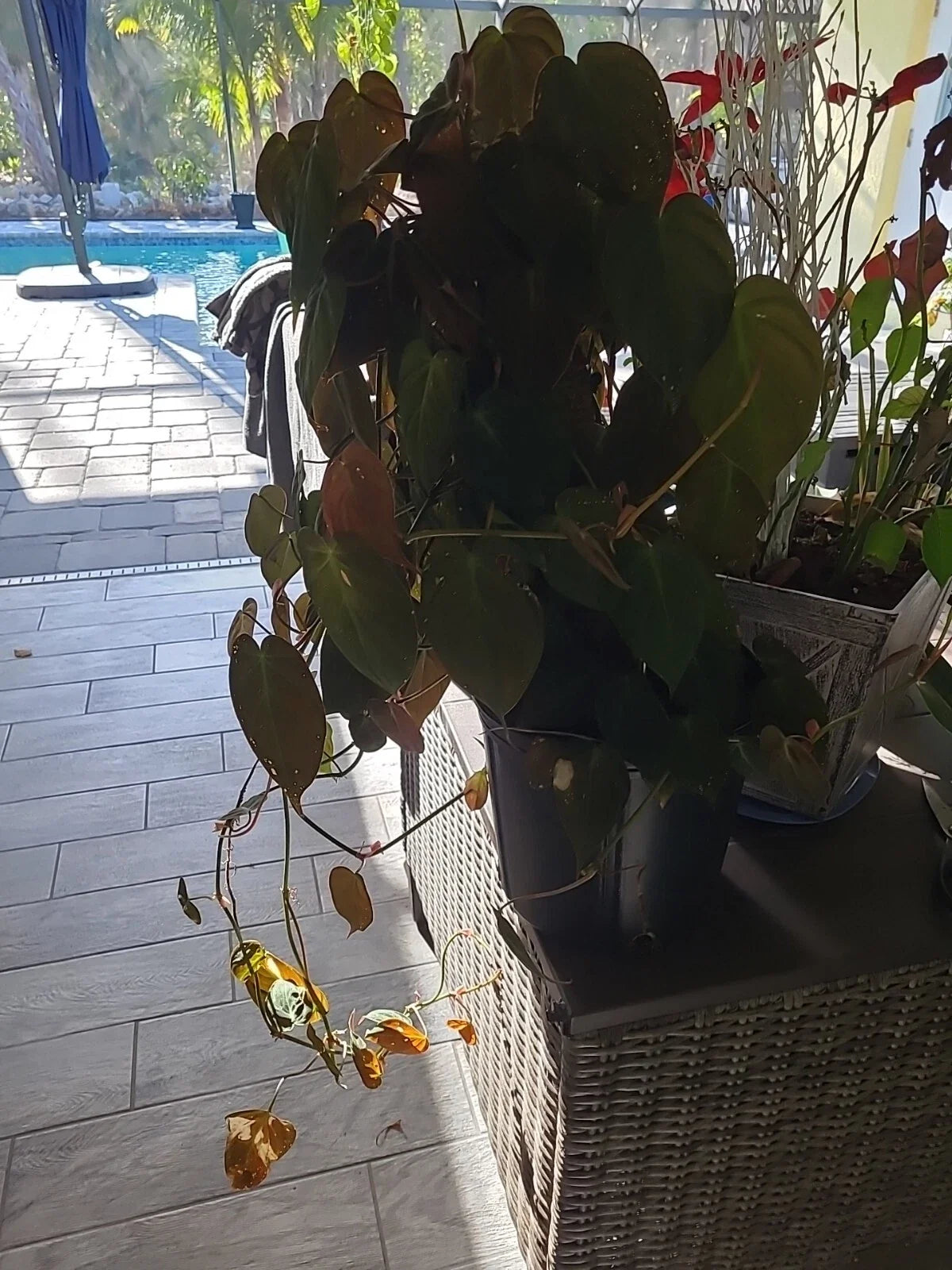 Philodendron Cutting 2 Node Starter - Micans (Philodendron hederaceum) - Fresh Indoor Plant for Propagation & Home Decor