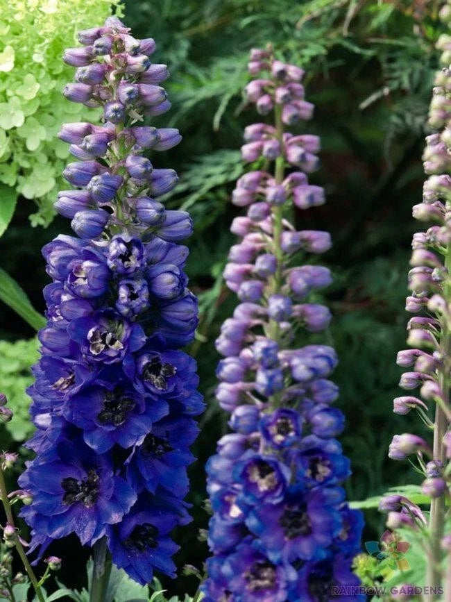 200+ Dark Blue Bee Delphinium Seeds - Delphinium elatum Magic Fountains - Vibrant Perennial Flower Seeds for Garden