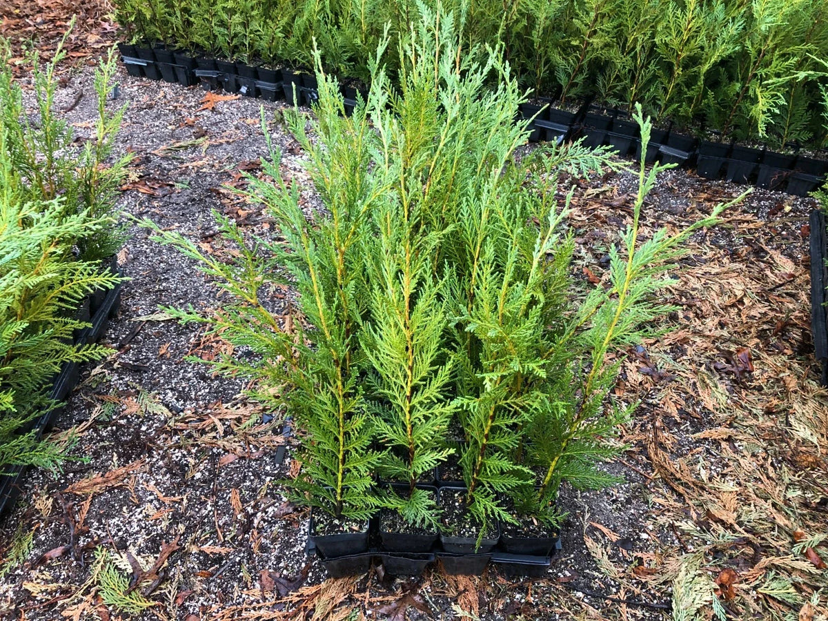 Leyland Cypress Plants 12-18" - Fast-Growing Evergreen Trees, Cupressocyparis leylandii, Box of 50 Seedlings in Pots