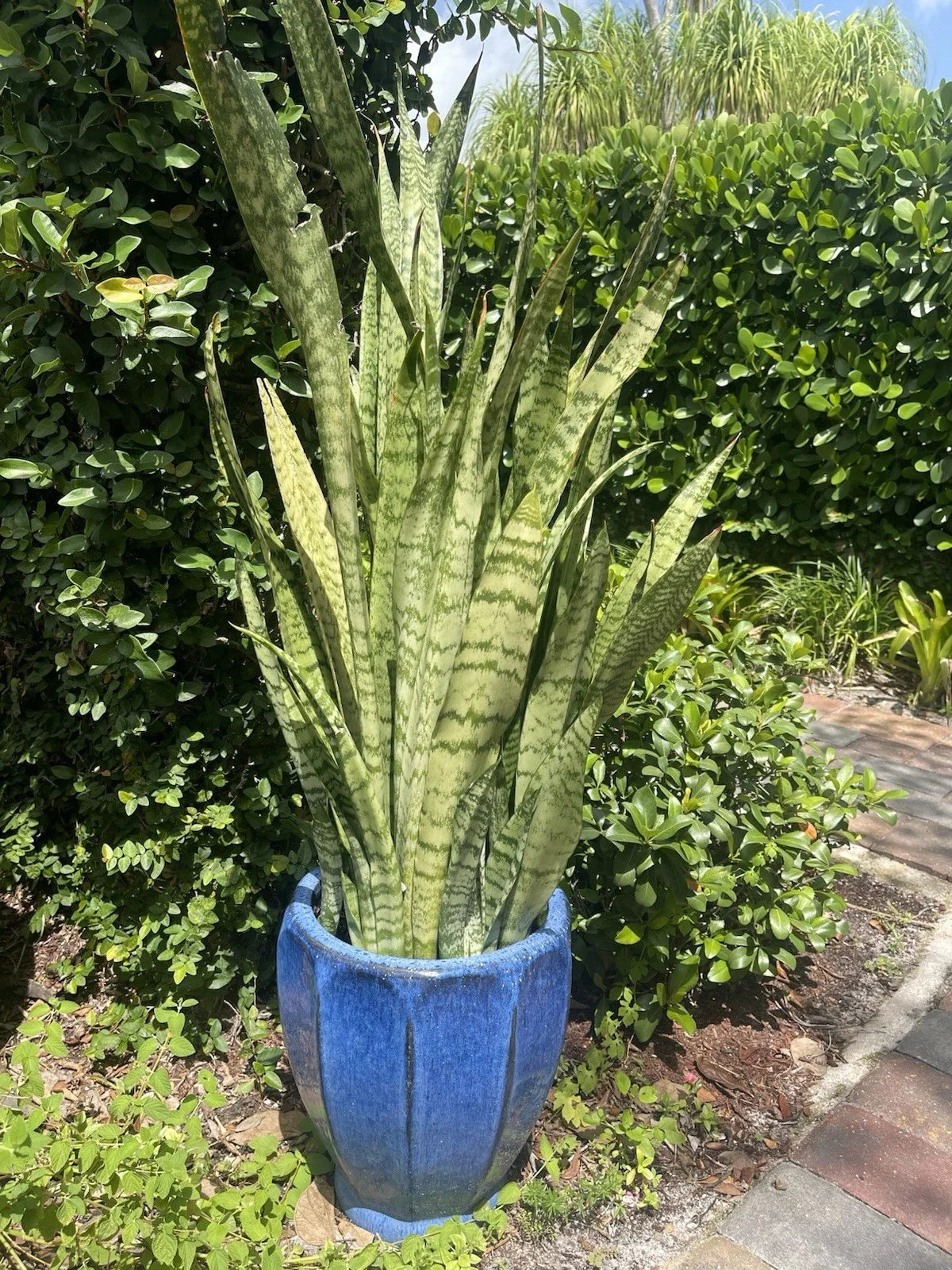 Sansevieria Snake Plant Cuttings - 8” Mother-in-Law's Tongue - Sansevieria trifasciata - Easy Care Indoor Houseplants
