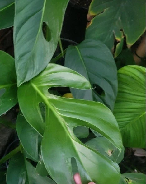 Rare Monstera Dissecta Cutting - Live Rooted Tropical Houseplant - Monstera Adansonii - Unique Indoor Plant