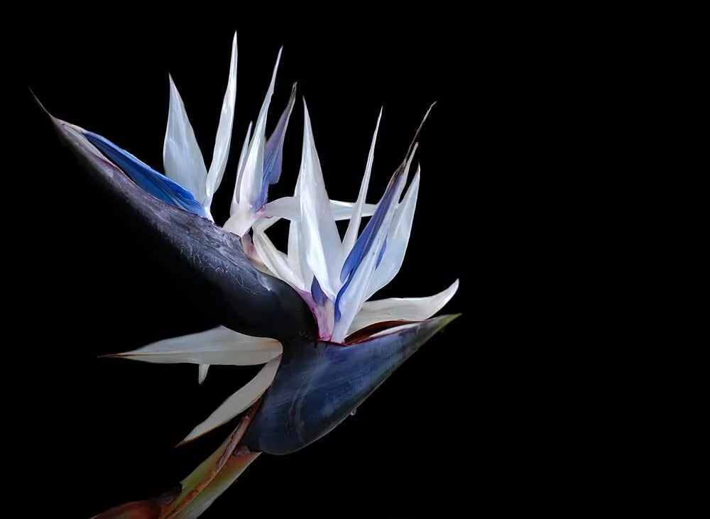 White Bird of Paradise Seeds - 5 Pack, Indoor Plant/Bonsai, Strelitzia Nicolai, Tropical Foliage for Home Gardening
