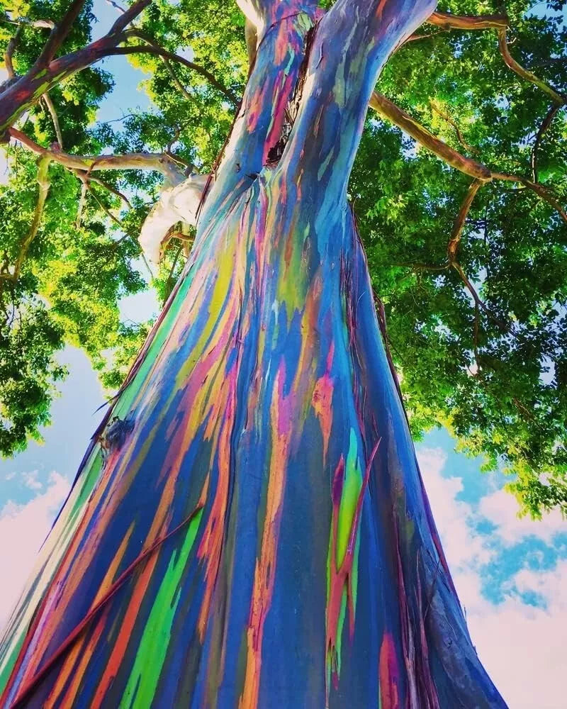 Rainbow Eucalyptus Tree Seeds - 50 Seeds - Eucalyptus deglupta - Multicolored Bark - Tropical Landscaping