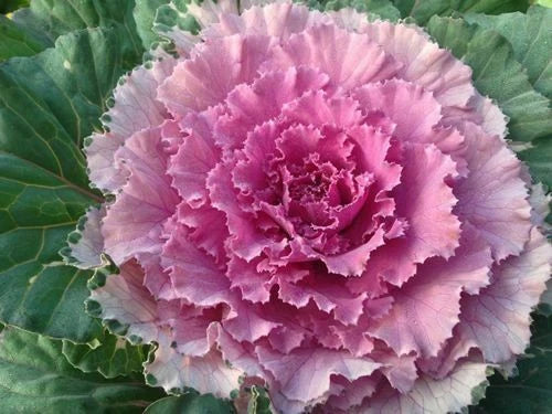 Ornamental Cabbage Seeds - 40 Fresh Osaka Pink Seeds - Brassica oleracea - Vibrant Garden Color