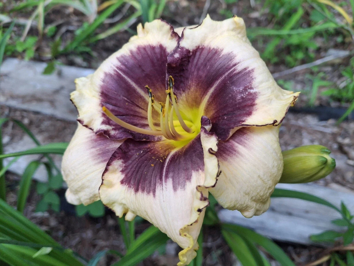 Blackthorne Daylily Bareroot Starter Plant - Hemerocallis 'Blackthorne' - Vibrant Purple Perennial Flower for Gardens