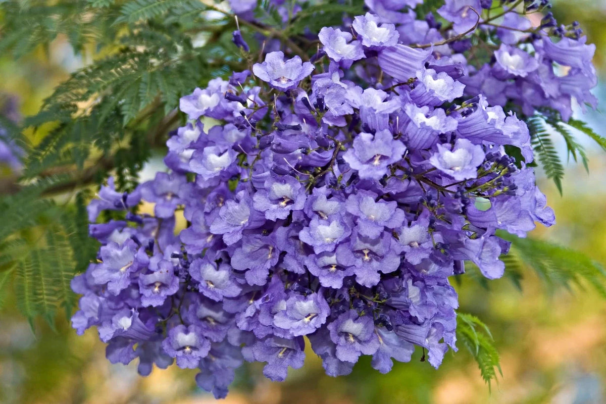 Blue Jacaranda Tree Seeds - 50 Pack - Jacaranda mimosifolia - Beautiful Flowering Tree for Garden Landscaping