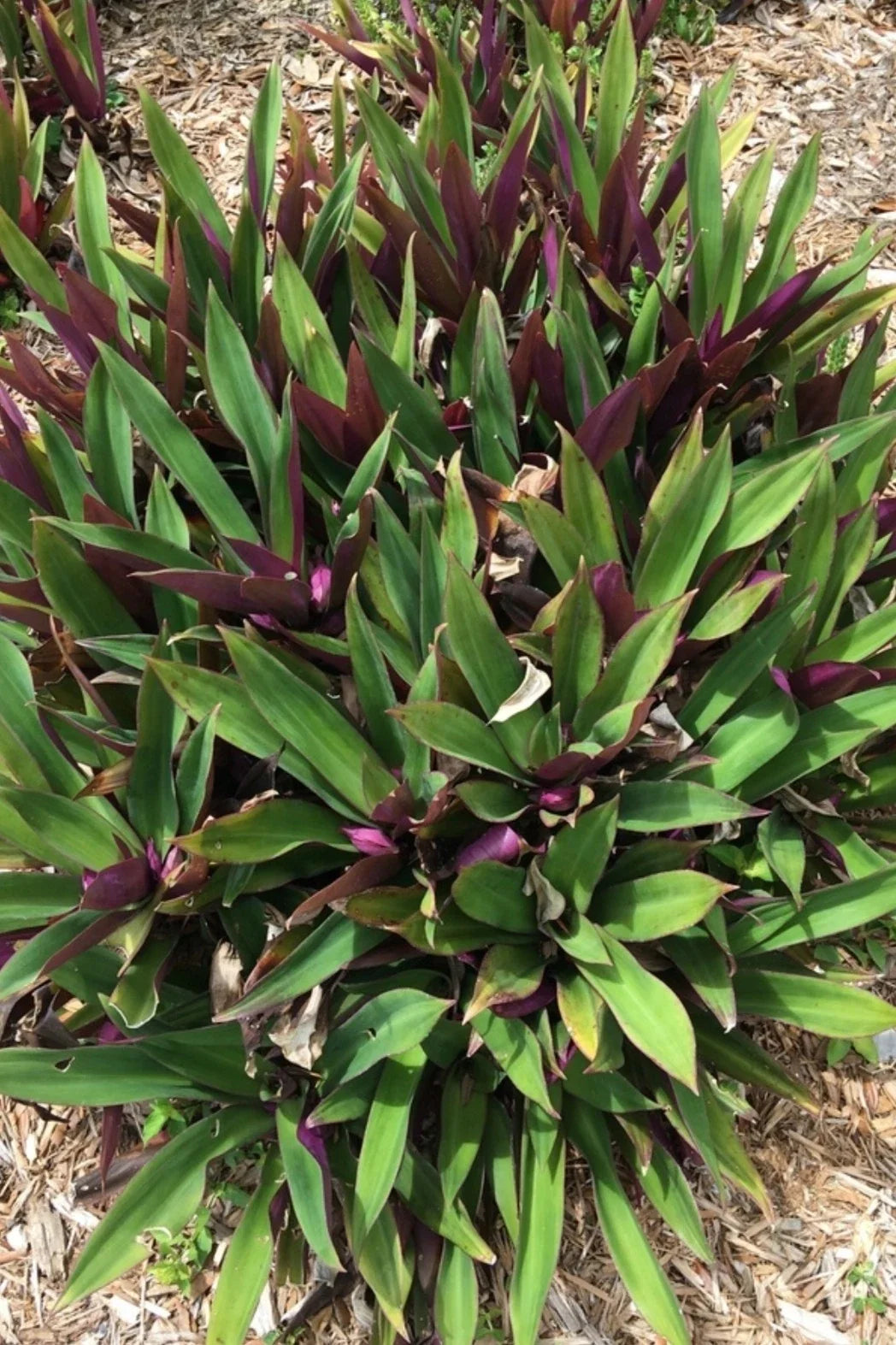 Oyster Plant - 3 Rooted Plants - Moses in the Cradle - Tradescantia spathacea - Florida Grown Houseplant