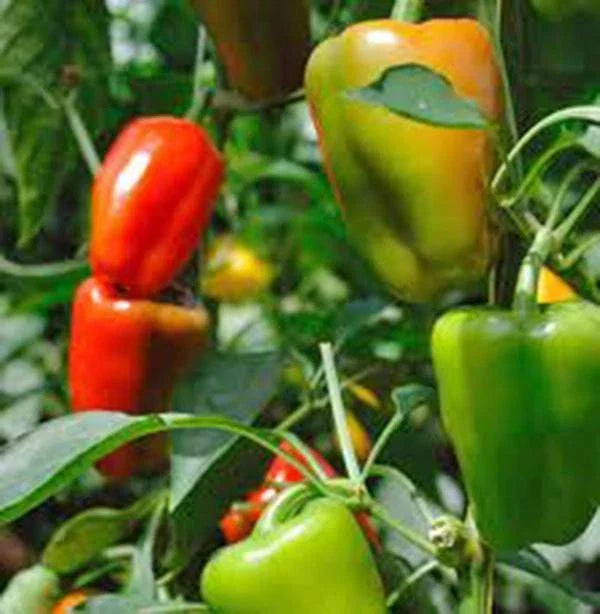 California Wonder Bell Pepper Seeds, Heirloom, 100+ Seeds, Large Fruit, Capsicum annuum - Non-GMO Gardening Essentials