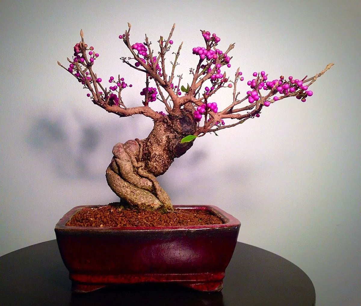 Bonsai Beauty Berry Seeds - 20 Non-GMO Seeds - Callicarpa Americana - Unique Shrub for Garden Landscapes
