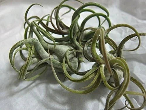 5 Pack Caput Medusae Air Plants - Exotic Tillandsia - Low Maintenance Indoor Decor - Unique Rosette-Forming Variety
