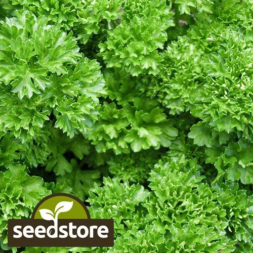 Heirloom Parsley Seeds | Forest Green | Non-GMO Herb | Petroselinum crispum | 200 Seeds for Garden