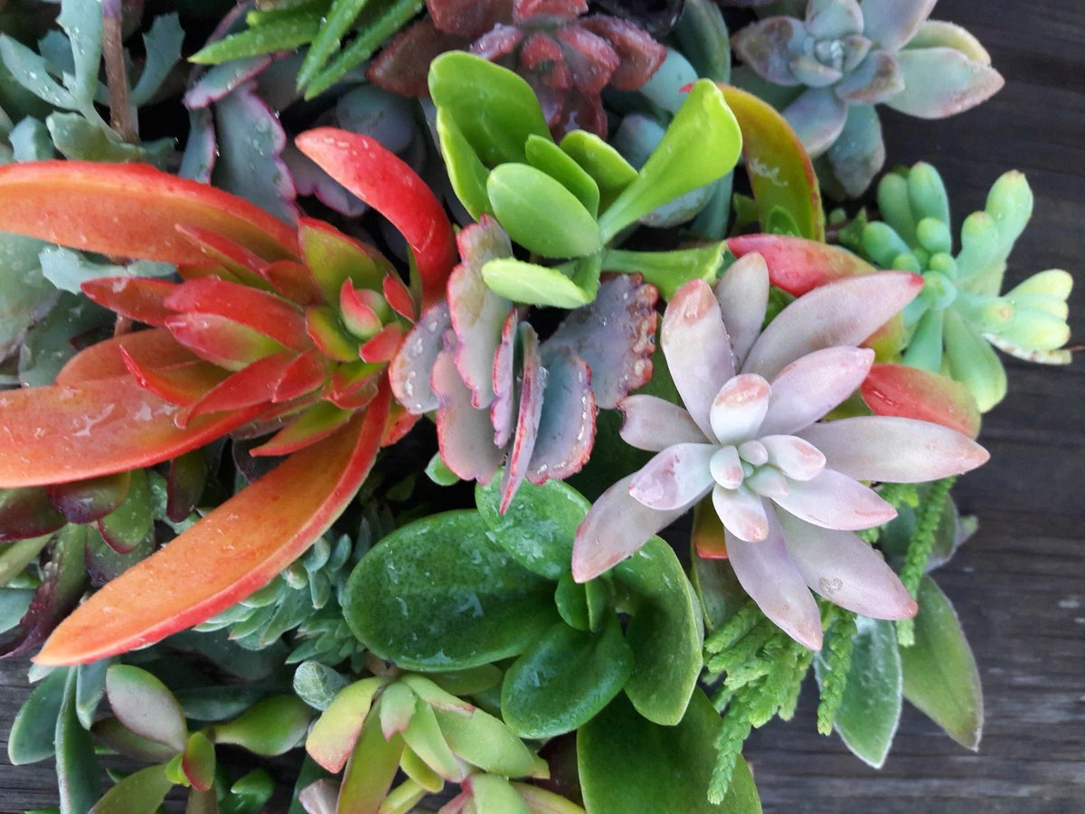 Assorted Succulent Cuttings - 15 Healthy Varieties - Echeveria, Sedum, Haworthia - Ideal for DIY Arrangements and Plant Lovers