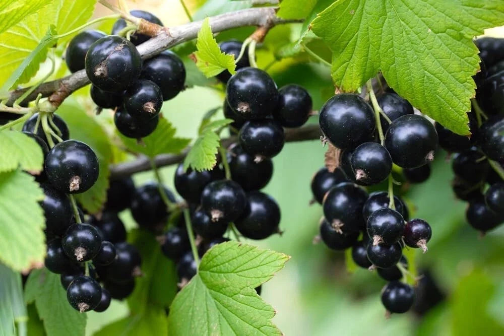 Black Currant Seedling Plant - Rooted Ribes nigrum - Compact Dark Green Leaves, Self-Pollinating, Ideal for Garden