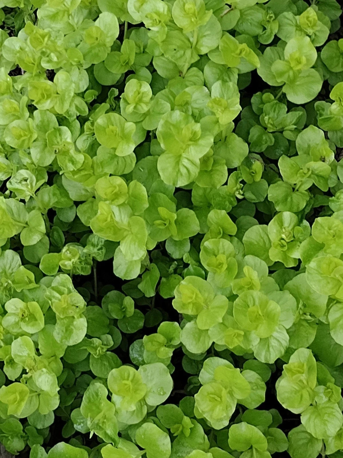 12 Live Golden Creeping Jenny Plants, Lysimachia nummularia 'Goldi', Perennial Ground Cover, Vibrant Yellow Foliage