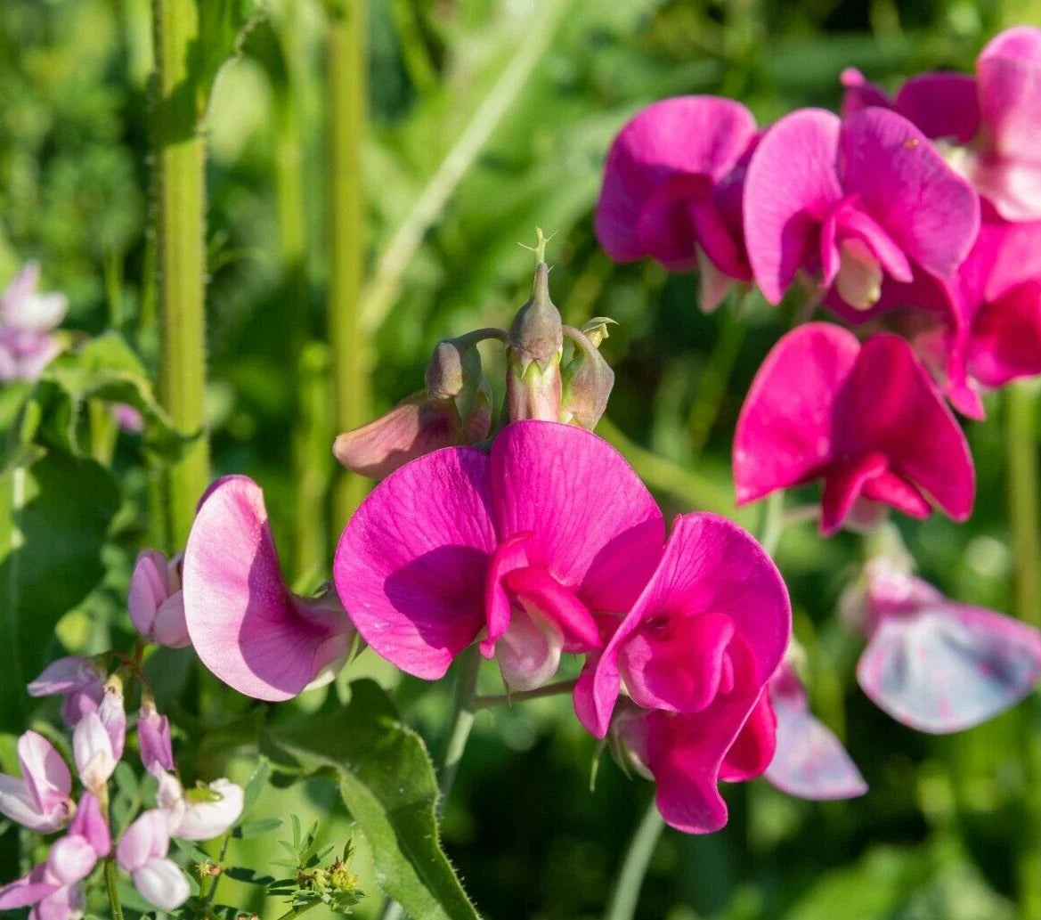 Polygala Myrtifolia Sweet Pea Bush 6" Live Cuttings - Ornamental Flowering Plant, Purple Pink Blooms, Drought-Tolerant