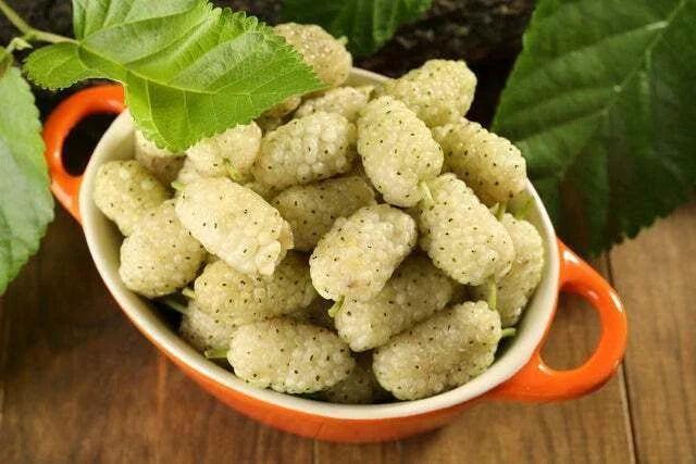 50+ White Mulberry Tree Seeds - Non-GMO Morus Alba - Organic Garden Seeds for Edible Fruits and Wildlife Attraction