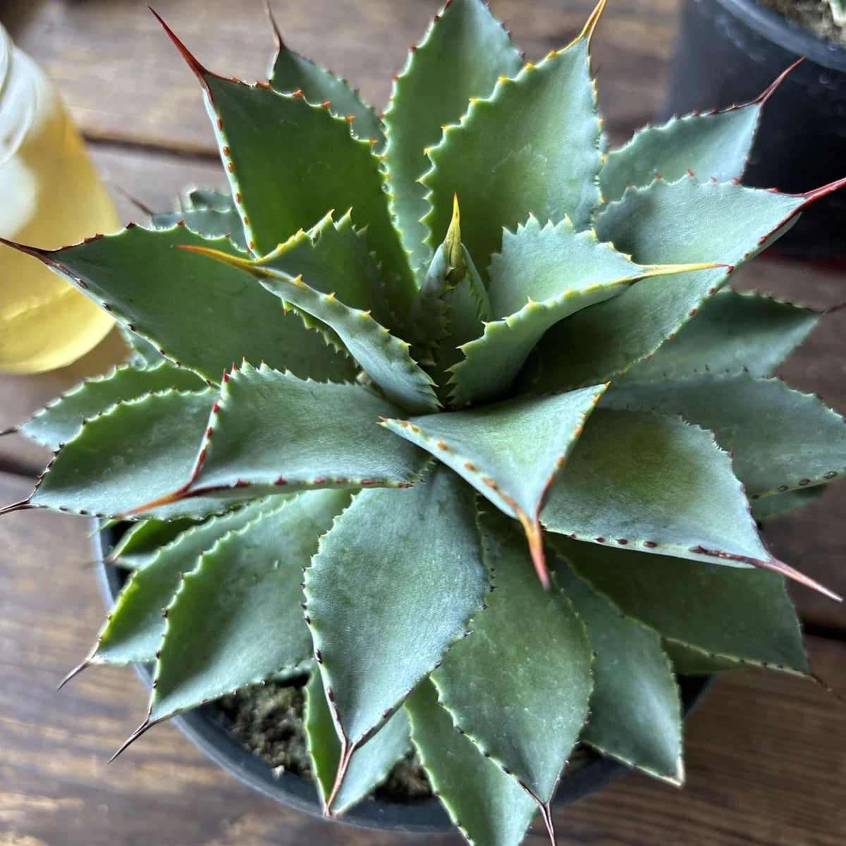 Agave Potatorum Plant, 6 Inch Potted Succulent, Blue-Green Leaves, Hardy Agave, Agave potatorum
