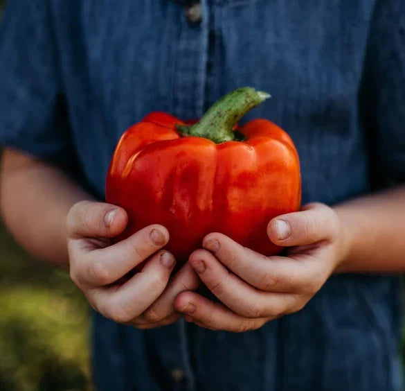 Giant Red Bell Pepper Seeds - 30+ Heirloom Organic Non-GMO - Capsicum annuum - Perfect for Home Gardens & Containers