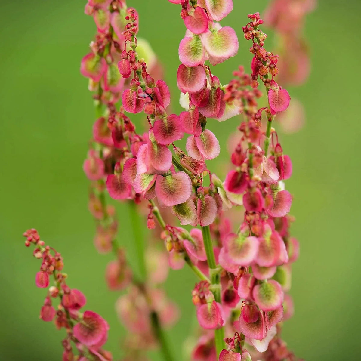 Cactusweed Seeds 50 Count - Rumex crispus Curly Dock - Organic Herb Garden Seeds for Planting