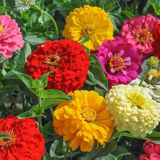 Zinnia Seeds - Sunshine Hybrid Mix - 100+ Colorful Garden Flowers - Zinnia elegans - Easy to Grow - USA