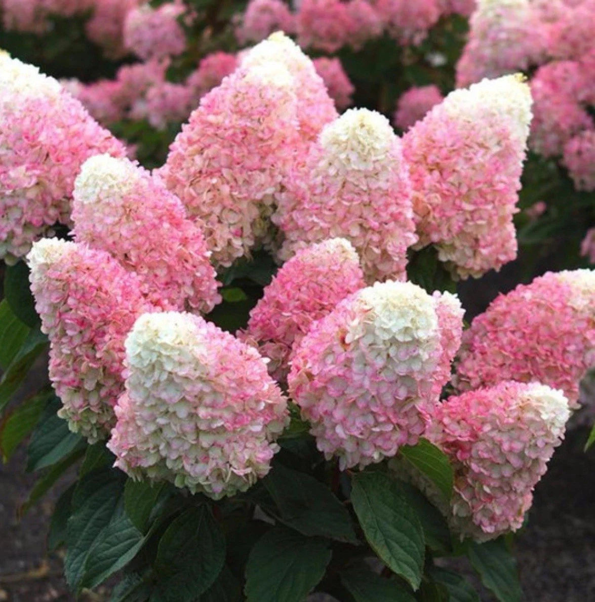 Well Rooted Starter Plant - 4-inch Pink Shades Hydrangea - Hydrangea macrophylla - Vibrant Blooms for Garden or Patio