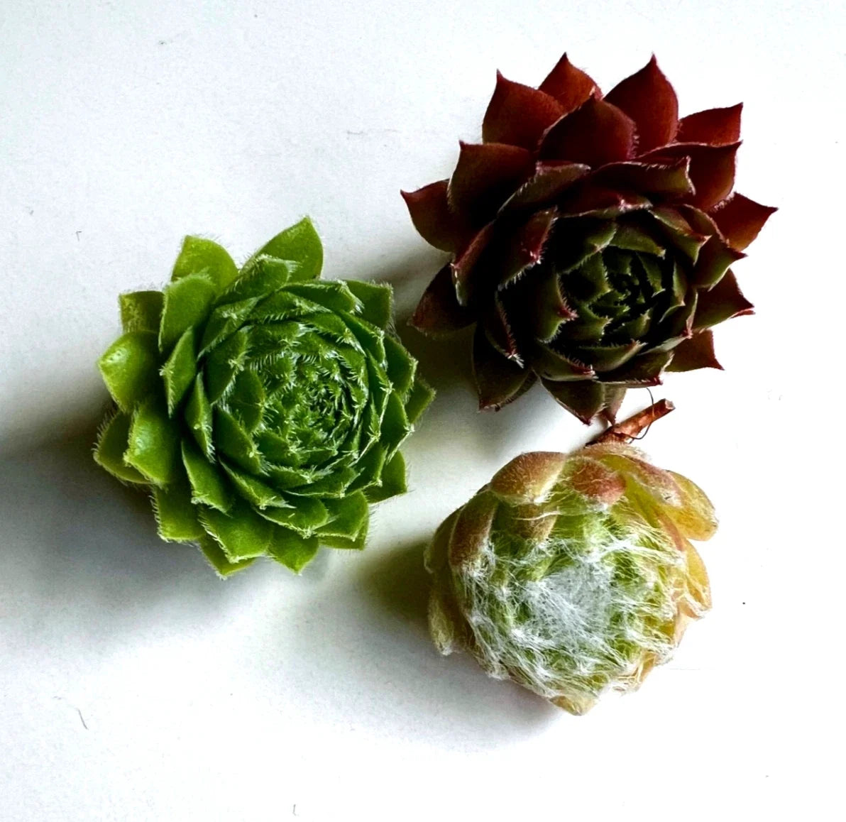 Mixed Sempervivum Hens & Chicks - 18 Hardy Succulent Plants - Sempervivum spp. - Ideal for Garden & Pots - Low Maintenance
