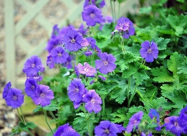 Johnson's Blue Geranium Seeds - 25 Pack - Perennial Flower - Geranium 'Johnson's Blue' - Non-GMO - USA