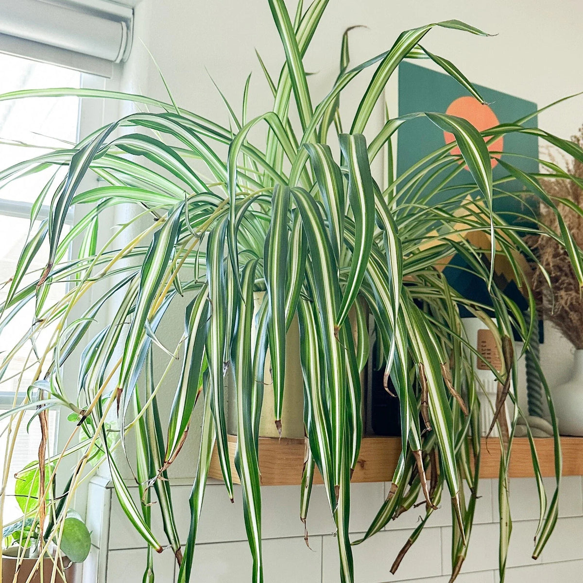 Rooted Spider Plant Cuttings - Chlorophytum comosum - Air-Purifying Indoor Plant - Easy Care Houseplant - Ready to Plant