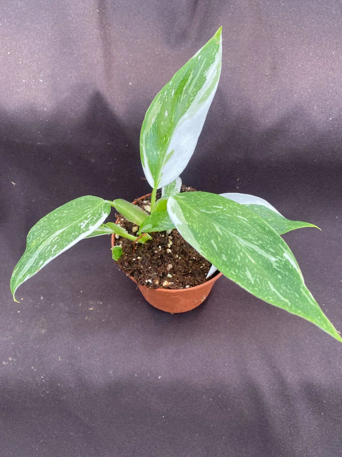Philodendron White Wizard Live Houseplant 3" Pot - Variegated Foliage, Easy Care, Philodendron hederaceum 'White Wizard'