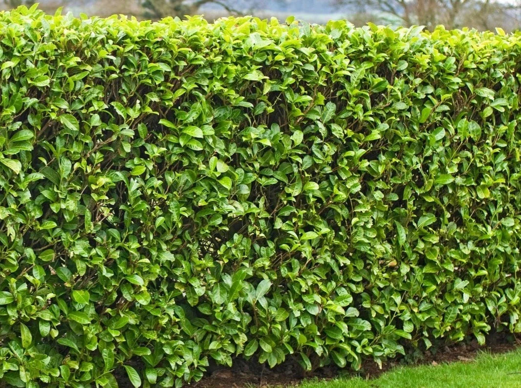 25 Fresh Cuttings Carolina Cherry Laurel 6-8" for Rooting Hedges and Privacy Shrubs (Prunus caroliniana)