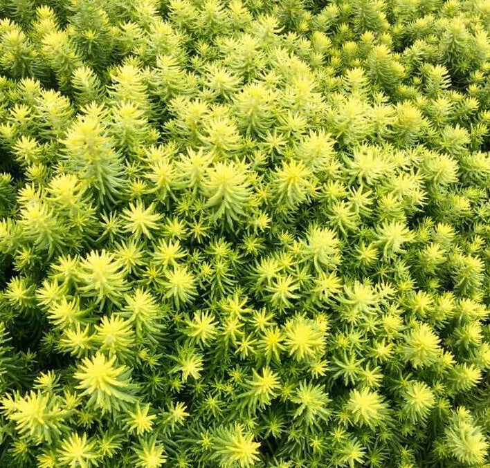 Sedum Ground Cover Plant - Angelina's Teacup Succulent Mat - Stonecrop (Sedum spurium) - Drought-Tolerant, Vibrant Foliage