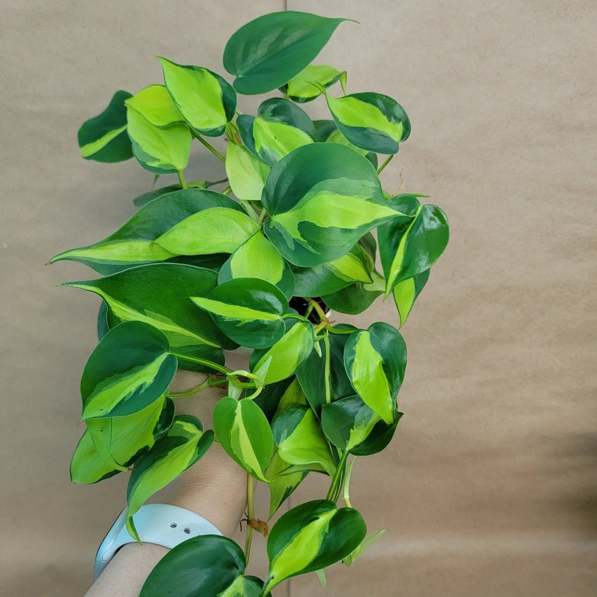 Philodendron Brasil Plant - 4" Pot Tropical Indoor Plant - Easy Care Air Purifier - Philodendron hederaceum 'Brasil'