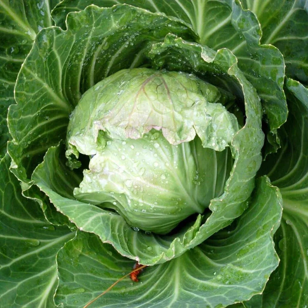 Jersey Wakefield Cabbage Seeds - 500+ Heirloom Non-GMO Seeds for Garden Planting - Brassica oleracea