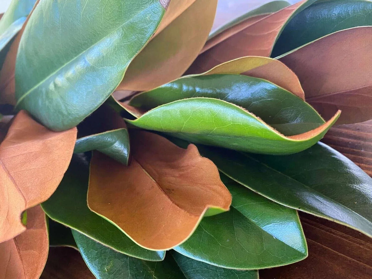 Fresh Magnolia Leaves - Green Foliage for Floral Arrangements - Magnolia grandiflora - Premium Quality, Eco-Friendly