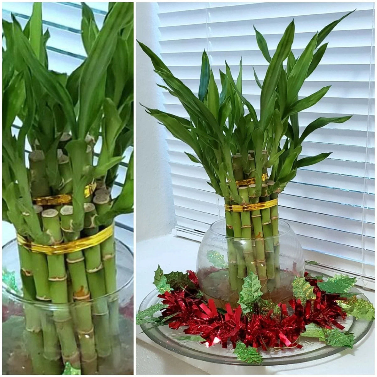 Lucky Bamboo Plant - 8" Live Water Plant with 6 Stalks, Feng Shui Decor, Dracaena sanderiana, Easy Care Gift