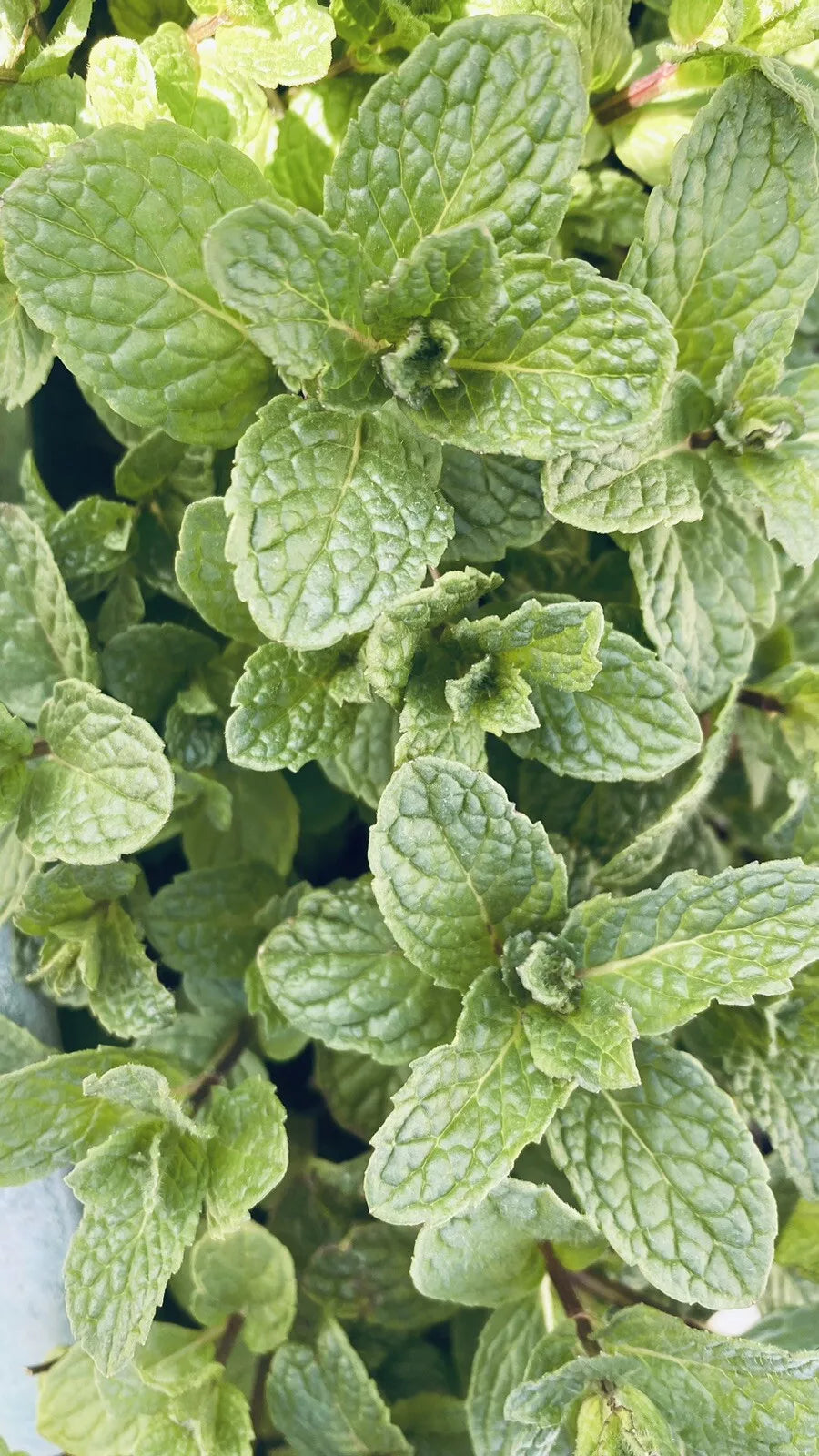 Live Peppermint Plants - 10 Bare Root Organic Mojito Mint - Mentha × piperita - Fresh Culinary Herb for Garden or Pots