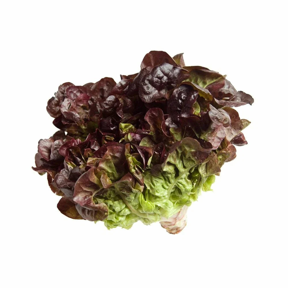 Oak Leaf Red Lettuce Seeds - Bulk Loose Leaf - Crisp Variety - Lactuca sativa - 500, 1000, 2000, 5000 Count