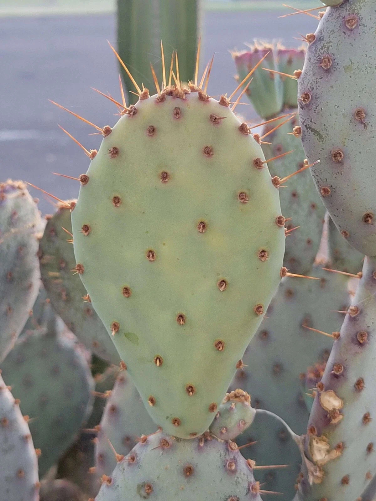 Prickly Pear Cactus Cutting - 1 Pad - Opuntia Macrocentra - Drought-Tolerant Succulent - Easy Care for Beginners