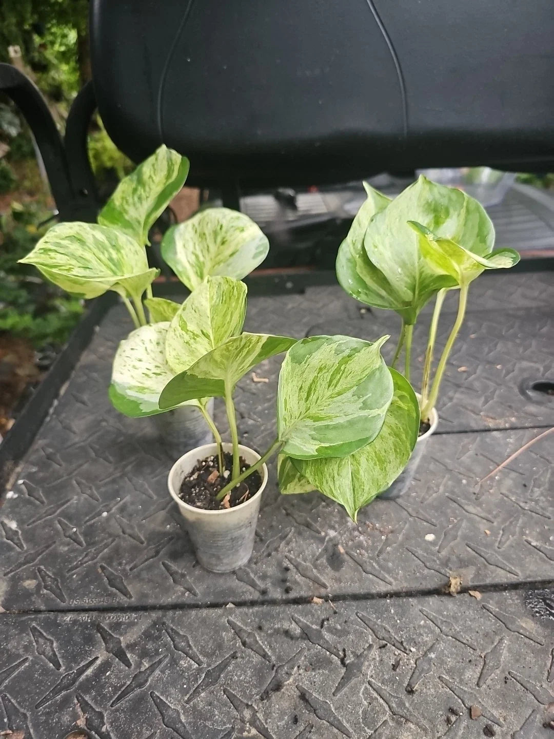 Manjula Pothos Plant 2.5" Pot Variegated Epipremnum aureum 'Manjula' Live Houseplant for Indoor Decor
