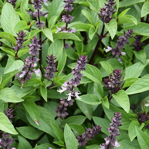 Cinnamon Basil Seeds - Heirloom Non-GMO - Ocimum basilicum 'Cinnamon' - Pack of 100 Seeds - Culinary Herb Garden