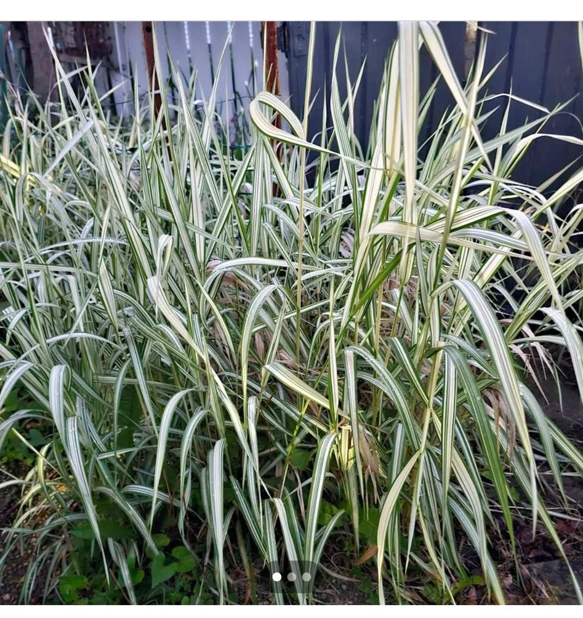 Live Variegated Ribbon Grass Plant - Ornamental Grass, Green & White Foliage, Phalaris arundinacea, Low-Maintenance Garden Decor